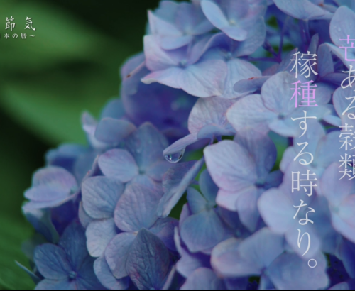 観光PR・プロモーション映像 4K番組サンプル「二十四節気 芒種」